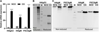 Codon optimization regulates IgG3 and IgM expression and glycosylation in N. benthamiana